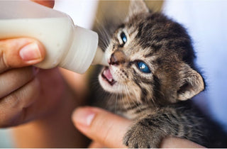 Bone Broth, Goat Milk, and Your Pet's Nutrition